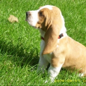 Photo de Basset hound