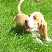 Photo de Basset hound