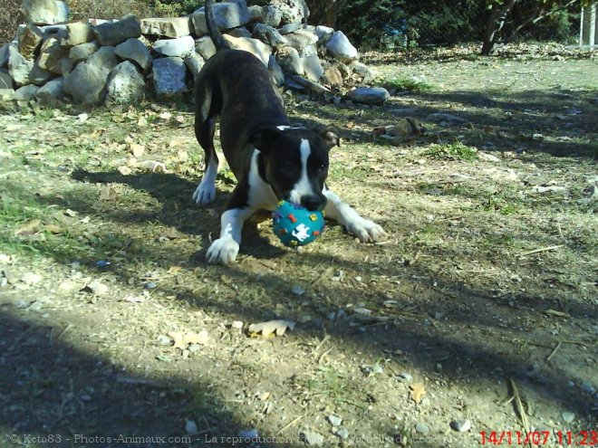 Photo d'American staffordshire terrier