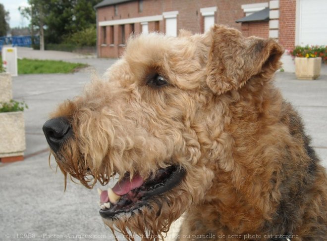 Photo d'Airedale terrier