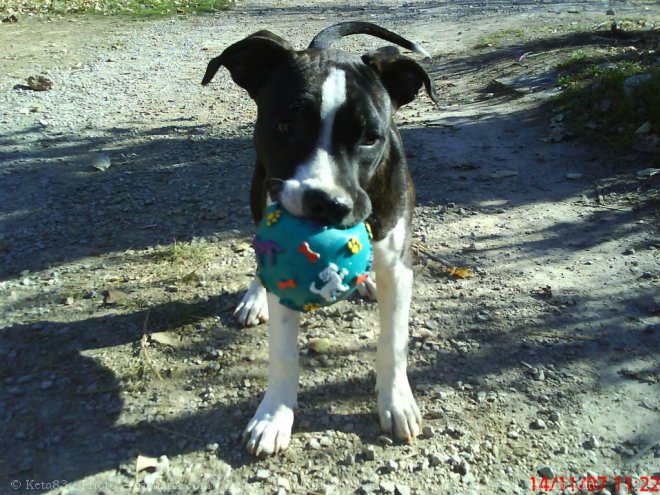 Photo d'American staffordshire terrier