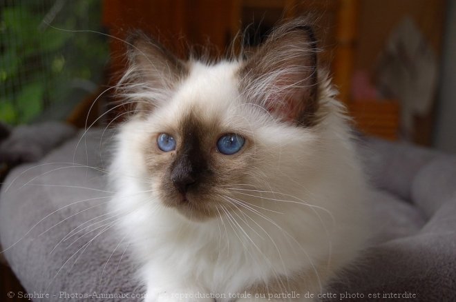 Photo de Sacr de birmanie