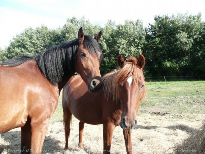 Photo de Races diffrentes