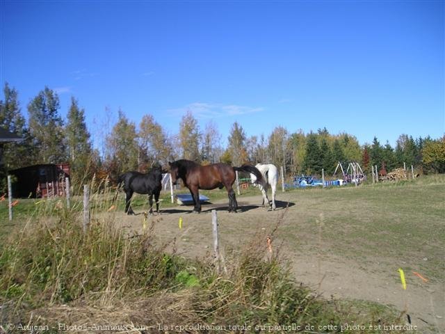 Photo de Races diffrentes