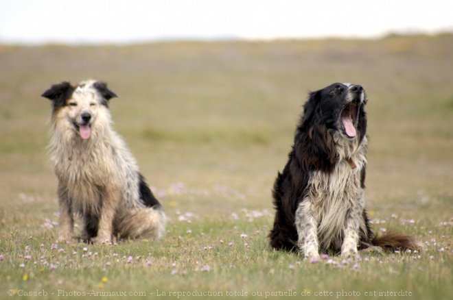 Photo de Border collie