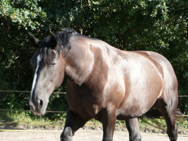 Photo de Percheron