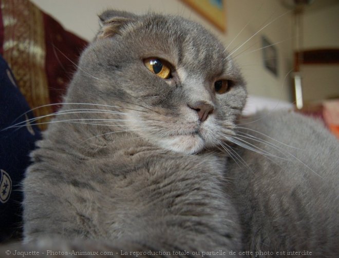 Photo de Scottish fold