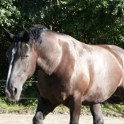 Photo de Percheron