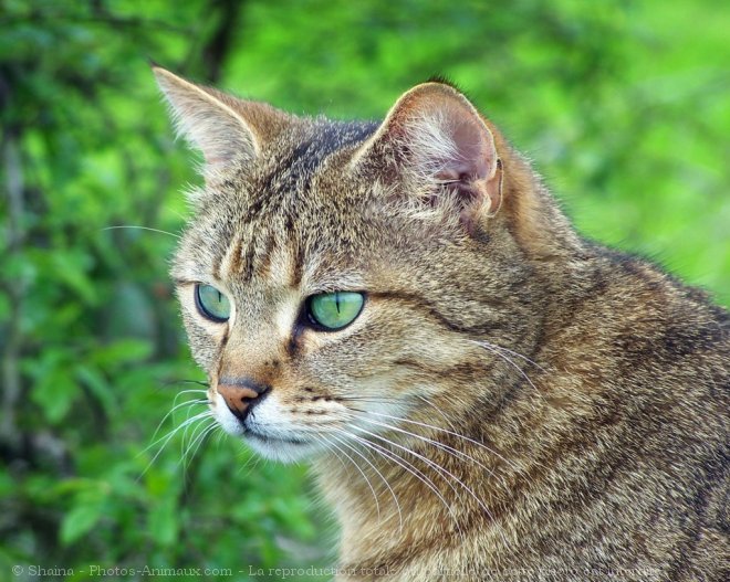 Photo de Chat domestique