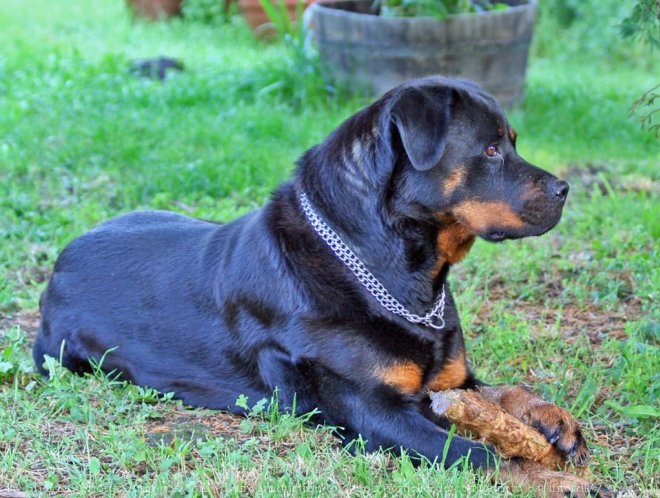 Photo de Rottweiler