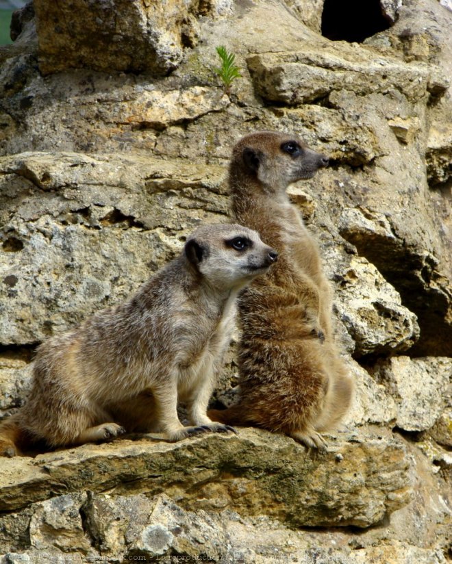 Photo de Suricate