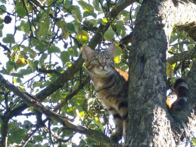 Photo de Chat domestique