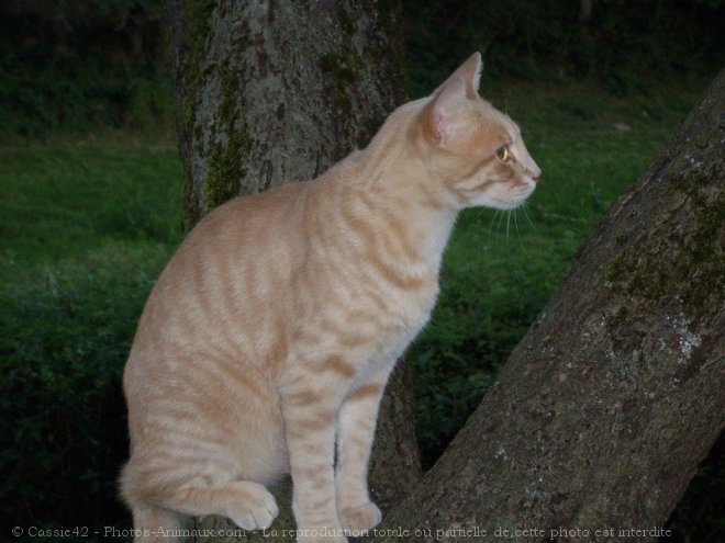 Photo de Chat domestique