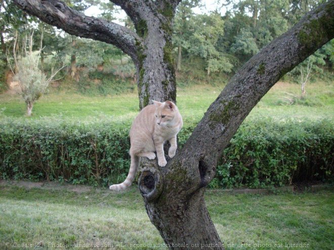 Photo de Chat domestique