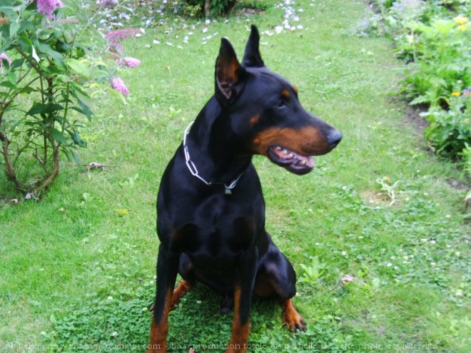 Photo de Dobermann