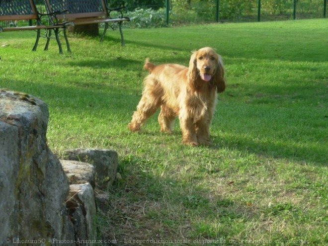 Photo de Cocker anglais