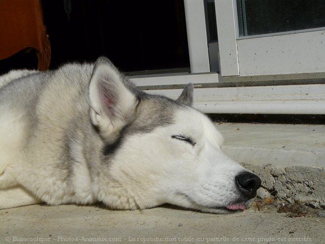 Photo de Husky siberien