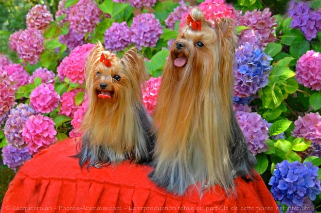 Photo de Yorkshire terrier