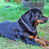 Photo de Rottweiler