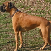 Photo de Boxer