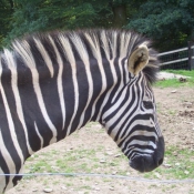 Photo de Zebre