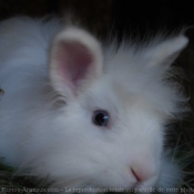 Photo de Lapin