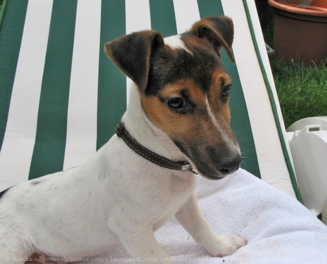 Photo de Jack russell terrier