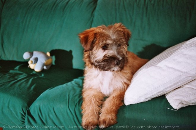 Photo de Chien de berger des pyrenes  poil long