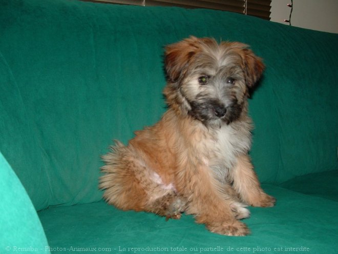 Photo de Chien de berger des pyrenes  poil long