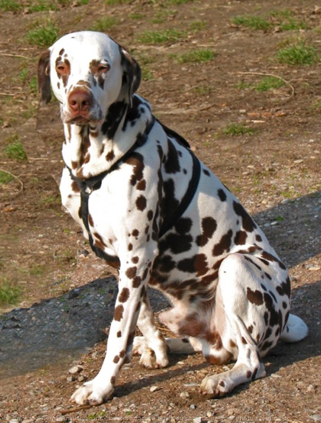 Photo de Dalmatien