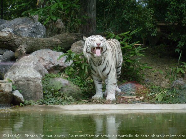 Photo de Tigre