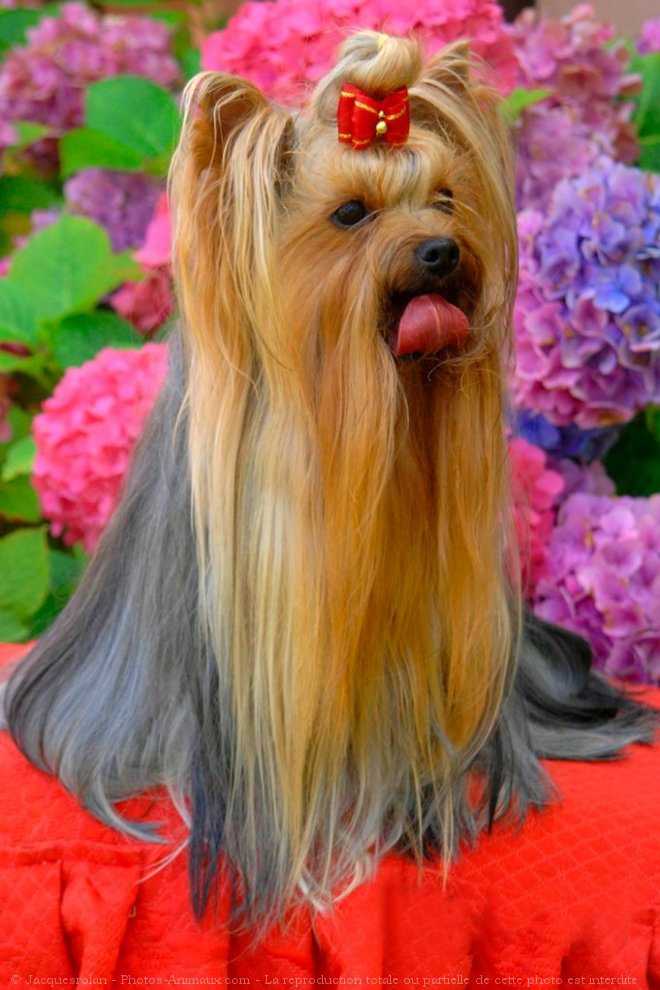 Photo de Yorkshire terrier