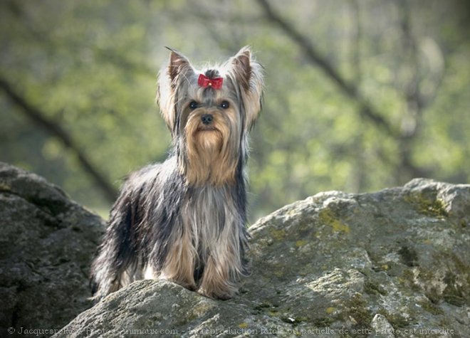 Photo de Yorkshire terrier