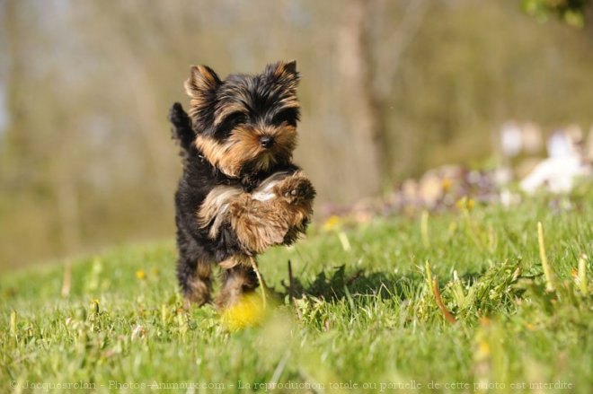 Photo de Yorkshire terrier