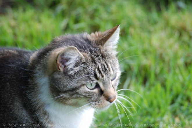 Photo de Chat domestique