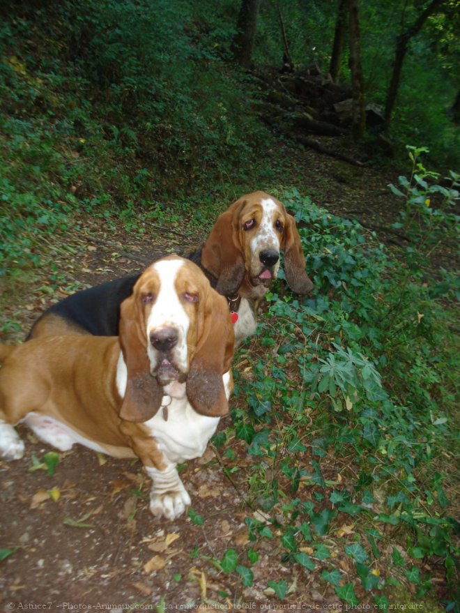 Photo de Basset hound