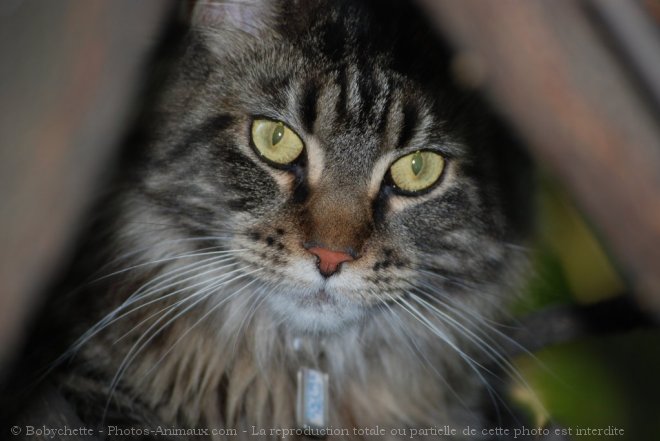 Photo de Maine coon