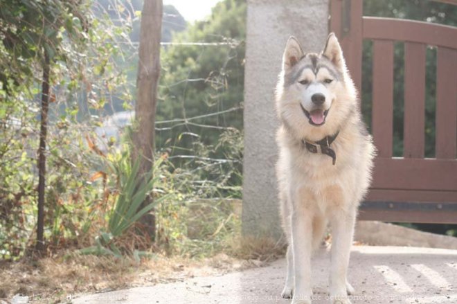 Photo de Husky siberien