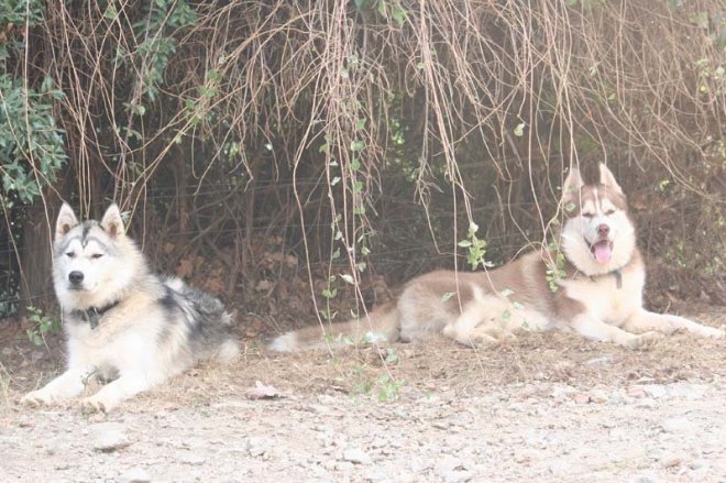 Photo de Husky siberien