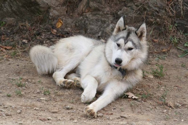 Photo de Husky siberien