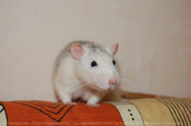 Photo de Rat