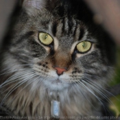 Photo de Maine coon