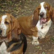 Photo de Basset hound