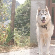 Photo de Husky siberien