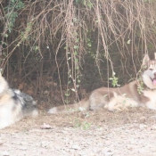 Photo de Husky siberien