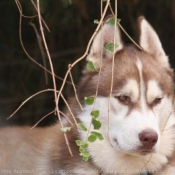 Photo de Husky siberien