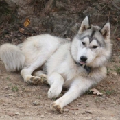 Photo de Husky siberien