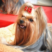 Photo de Yorkshire terrier