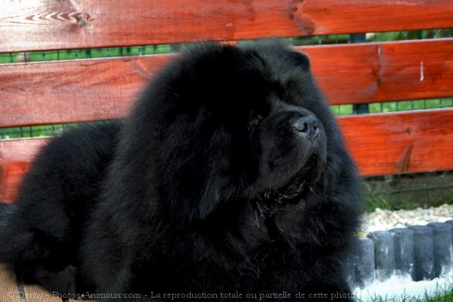 Photo de Chow chow