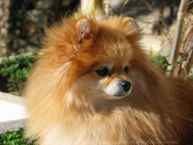 Photo de Spitz moyen